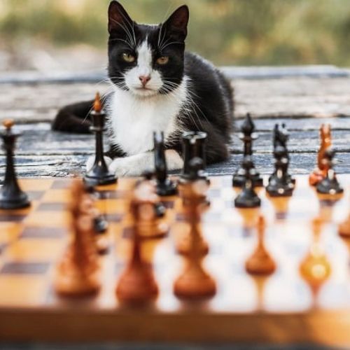 cat and chess game